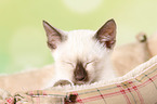 Thai Kitten