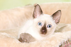 Thai Kitten