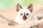 Thai Kitten