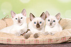 Thai Kitten