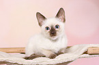 Thai Kitten