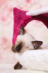 Thai Kitten