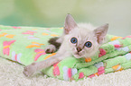 Thai Kitten