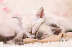 2 Thai Kitten