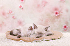 2 Thai Kitten