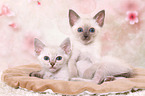 2 Thai Kitten