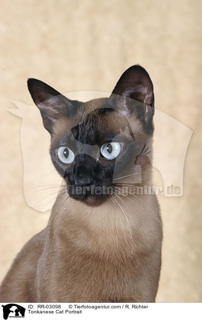 Tonkanese Cat Portrait / RR-03098