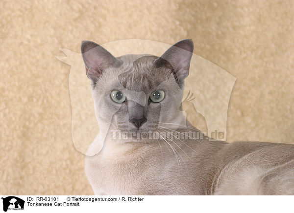 Tonkanese Cat Portrait / RR-03101