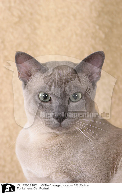 Tonkanese Cat Portrait / RR-03102