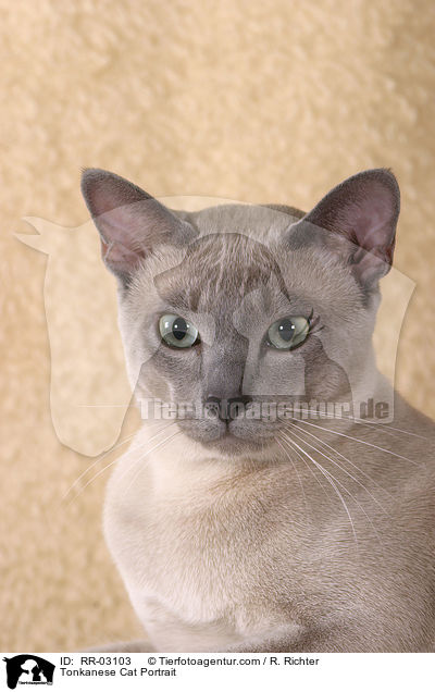Tonkanese Cat Portrait / RR-03103