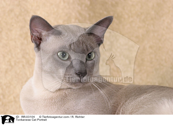 Tonkanese Cat Portrait / RR-03104