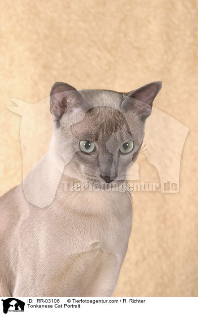 Tonkanese Cat Portrait / RR-03106