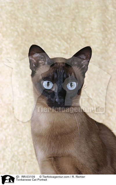Tonkanese Cat Portrait / RR-03109