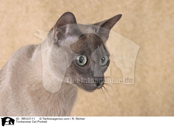 Tonkanese Cat Portrait / RR-03111
