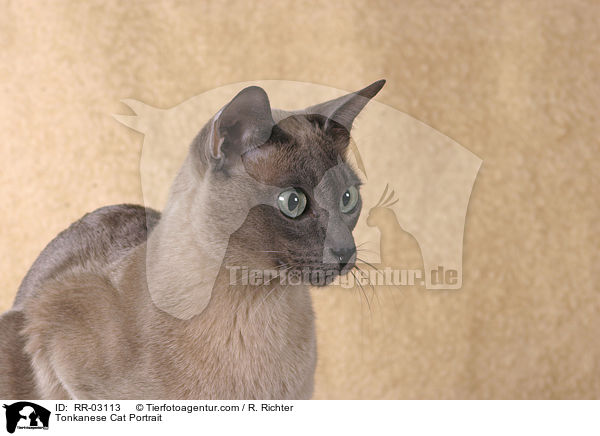 Tonkanese Cat Portrait / RR-03113