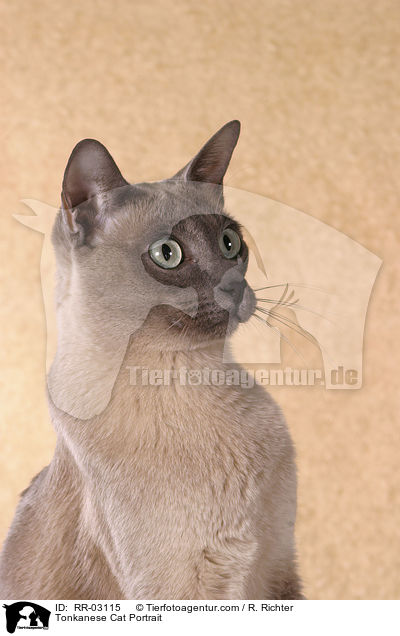 Tonkanese Cat Portrait / RR-03115