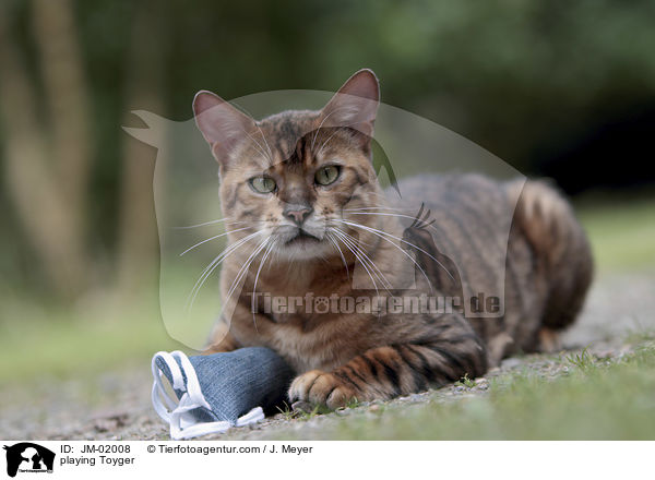 spieldender Toyger / playing Toyger / JM-02008