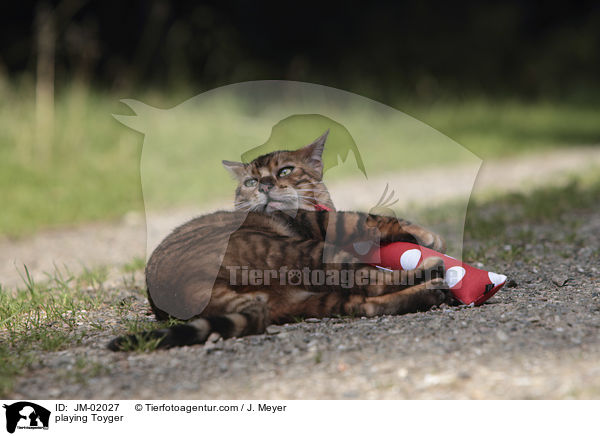liegender Toyger / playing Toyger / JM-02027