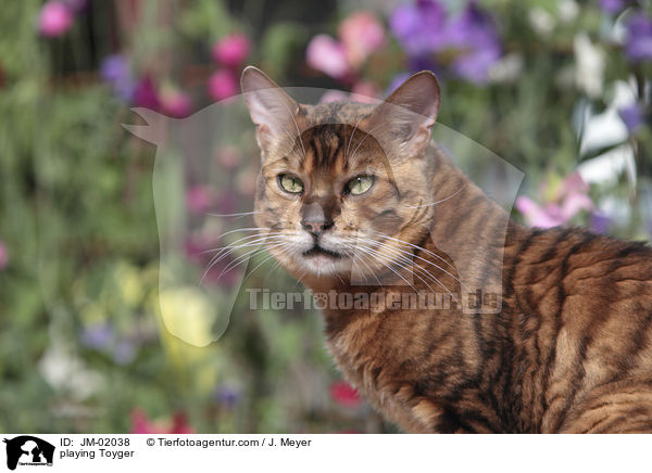 spielender Toyger / playing Toyger / JM-02038