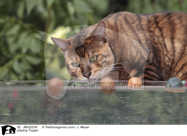 spielender Toyger / playing Toyger / JM-02039