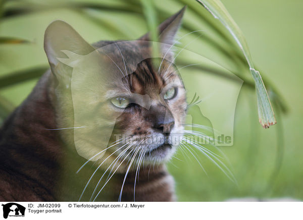 Toyger portrait / JM-02099