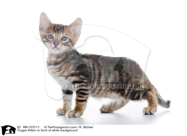 Toyger Kitten in front of white background / RR-103711