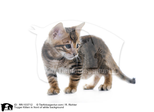 Toyger Kitten in front of white background / RR-103712