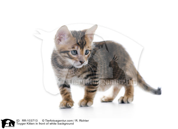 Toyger Kitten in front of white background / RR-103713