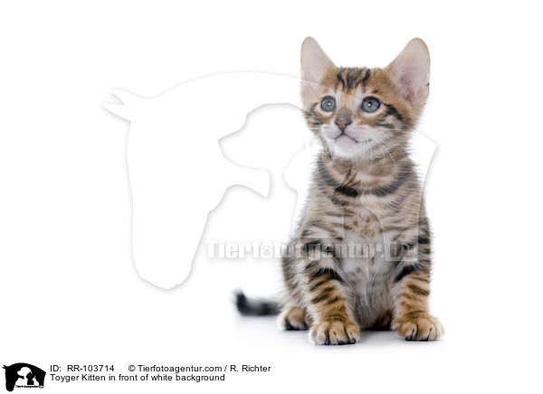 Toyger Kitten in front of white background / RR-103714