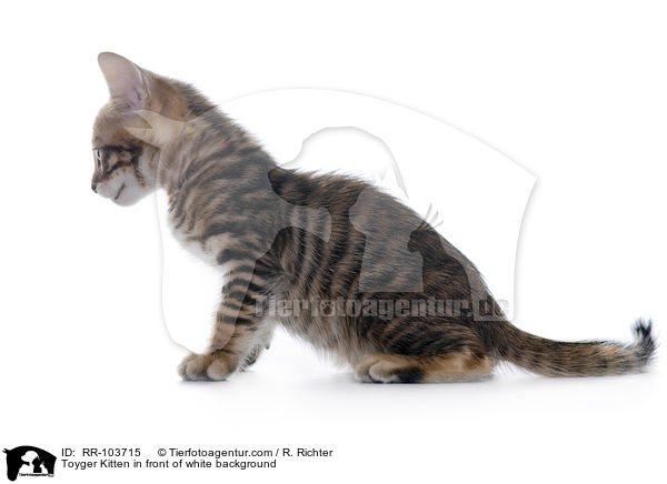 Toyger Kitten in front of white background / RR-103715