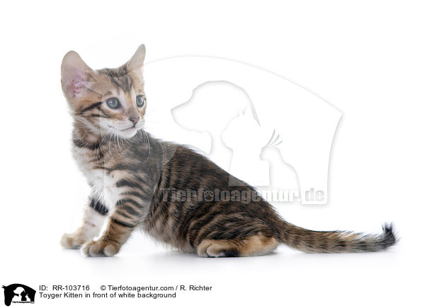 Toyger Kitten in front of white background / RR-103716