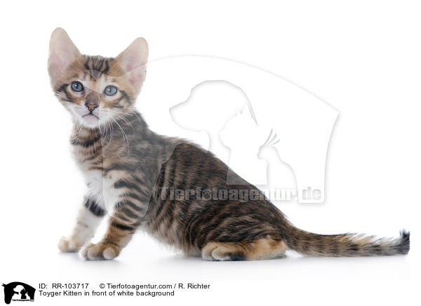 Toyger Kitten in front of white background / RR-103717