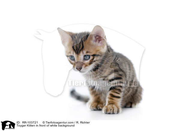 Toyger Ktzchen vor weiem Hintergrund / Toyger Kitten in front of white background / RR-103721