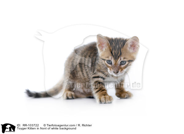 Toyger Kitten in front of white background / RR-103722