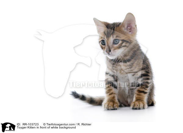 Toyger Ktzchen vor weiem Hintergrund / Toyger Kitten in front of white background / RR-103723