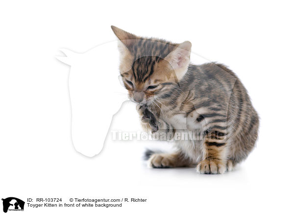 Toyger Kitten in front of white background / RR-103724