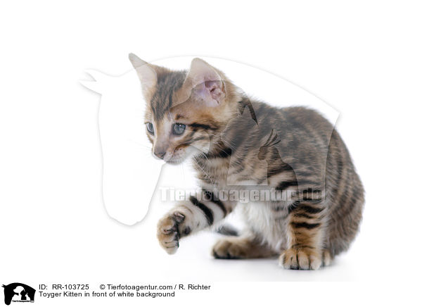 Toyger Kitten in front of white background / RR-103725