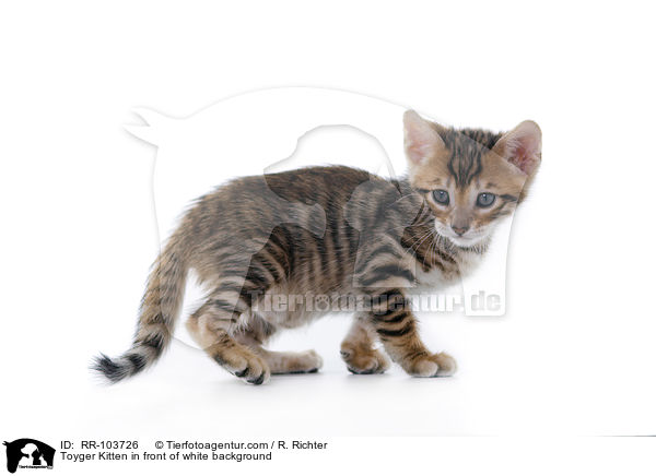 Toyger Ktzchen vor weiem Hintergrund / Toyger Kitten in front of white background / RR-103726