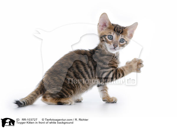 Toyger Kitten in front of white background / RR-103727