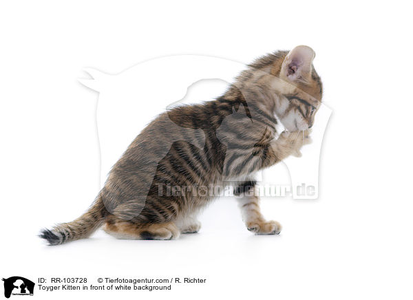 Toyger Kitten in front of white background / RR-103728