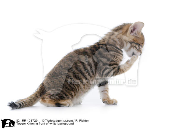 Toyger Kitten in front of white background / RR-103729