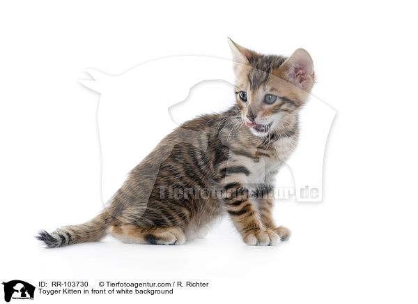 Toyger Kitten in front of white background / RR-103730