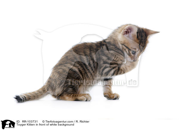 Toyger Kitten in front of white background / RR-103731