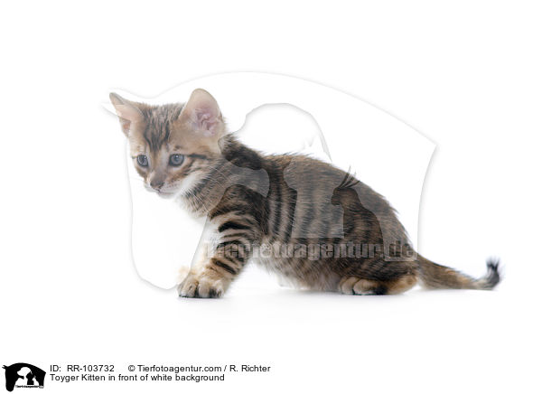 Toyger Kitten in front of white background / RR-103732