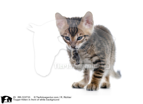 Toyger Kitten in front of white background / RR-103733