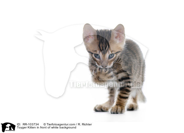 Toyger Kitten in front of white background / RR-103734