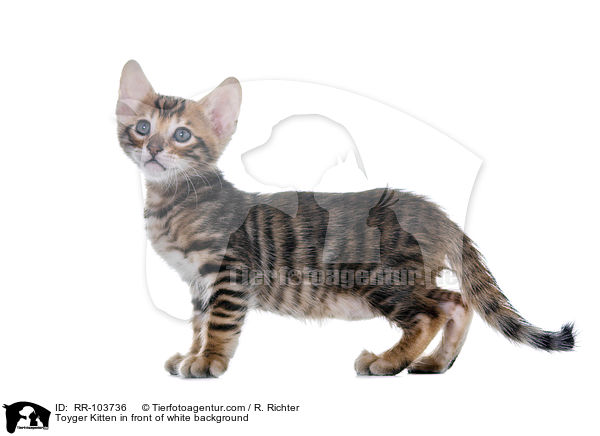 Toyger Kitten in front of white background / RR-103736