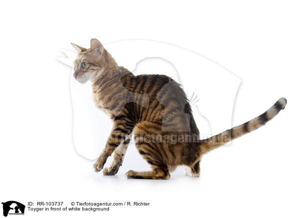 Toyger in front of white background / RR-103737