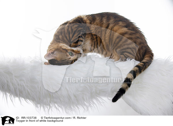 Toyger in front of white background / RR-103738