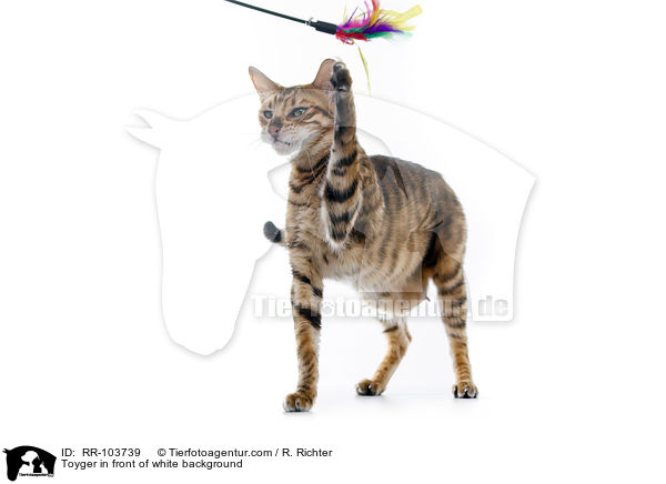 Toyger vor weiem Hintergrund / Toyger in front of white background / RR-103739